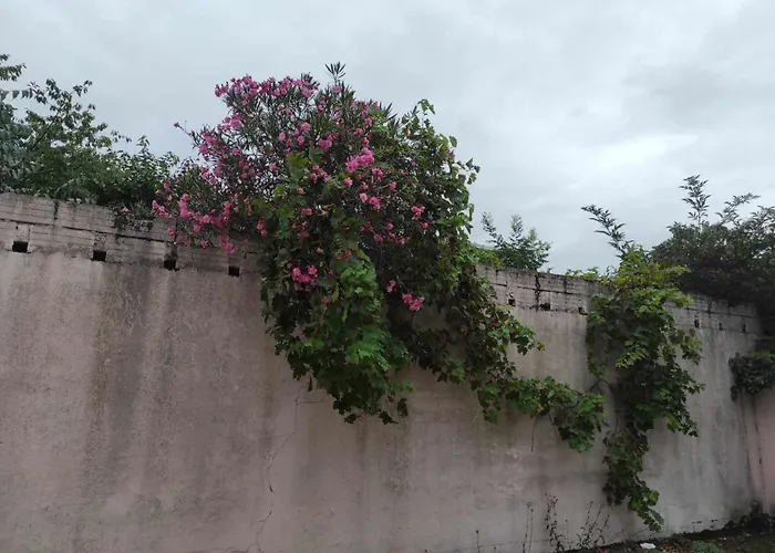 Le Clos Des Coquelicots